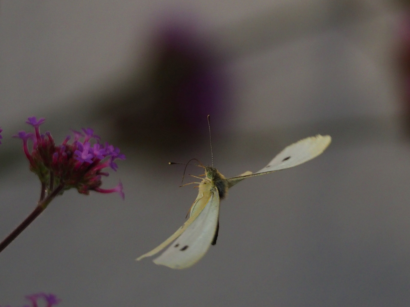 Schmetterling im Anflug