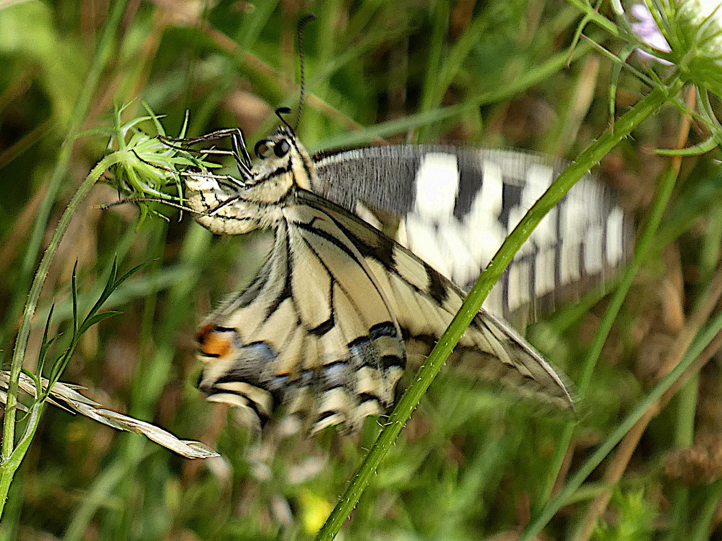 Schmetterling im Anflug