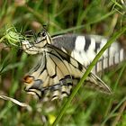 Schmetterling im Anflug