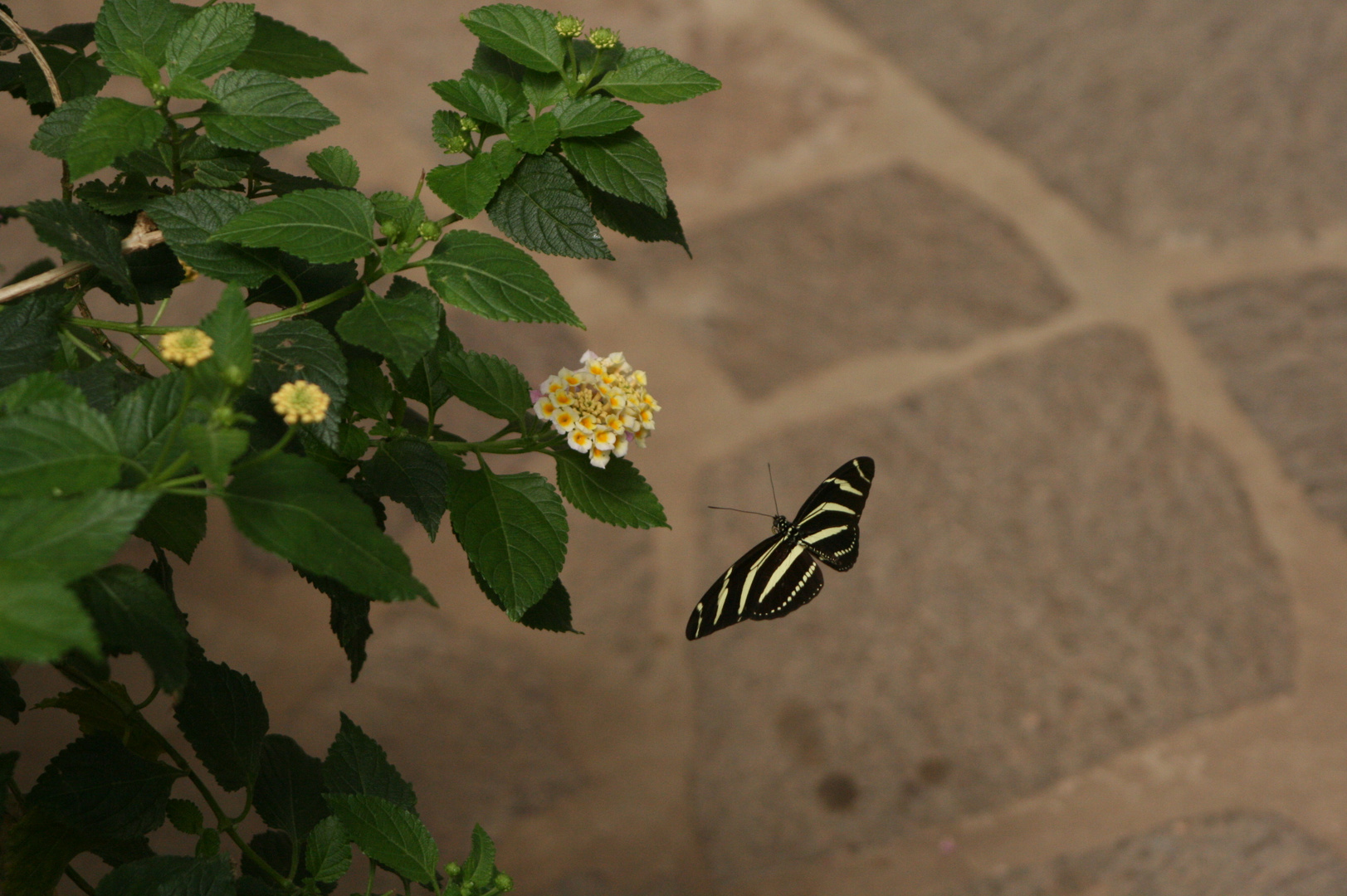 Schmetterling im Anflug