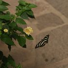 Schmetterling im Anflug