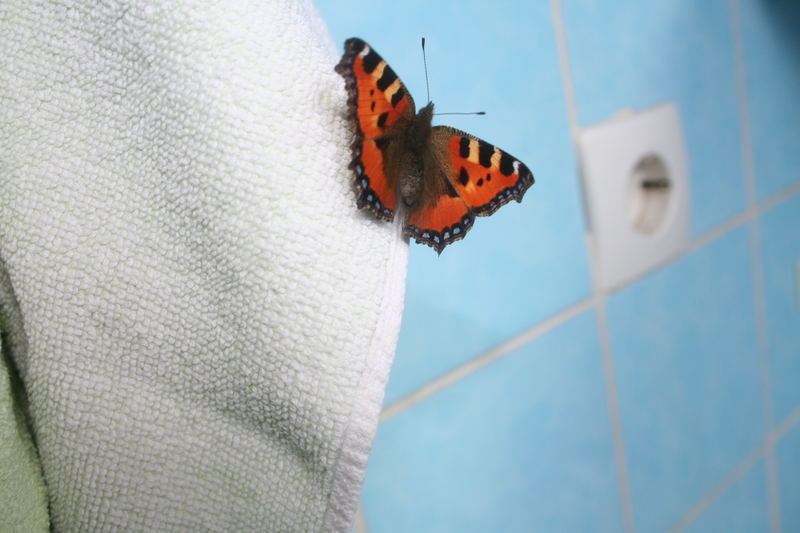 Schmetterling im Badezimmer!