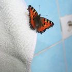 Schmetterling im Badezimmer!