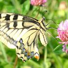 Schmetterling im Ballanceakt