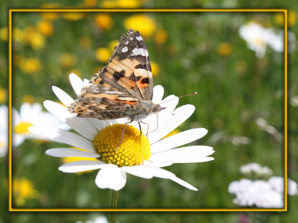 Schmetterling im Bauch ....