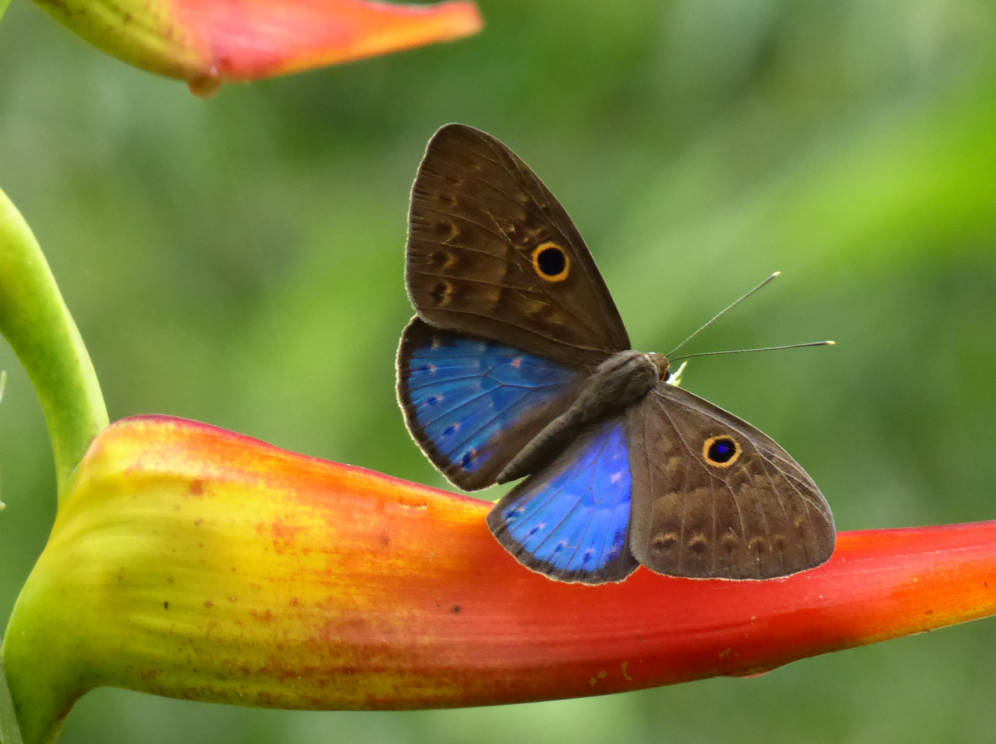 Schmetterling im Bergnebelwald in Ecuador (1)