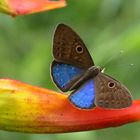 Schmetterling im Bergnebelwald in Ecuador (1)