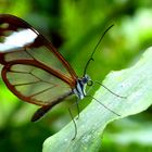 Schmetterling im Bergnebelwald in Ecuador