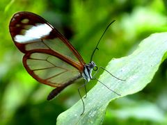 Schmetterling im Bergnebelwald in Ecuador