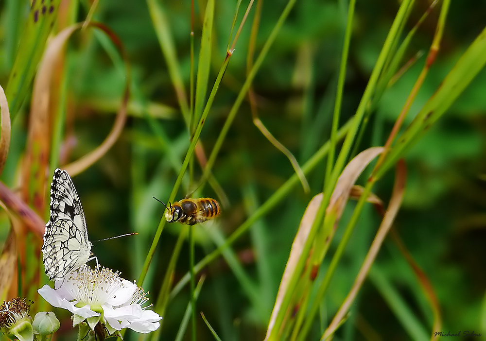 Schmetterling im Bienenauge