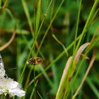 Schmetterling im Bienenauge