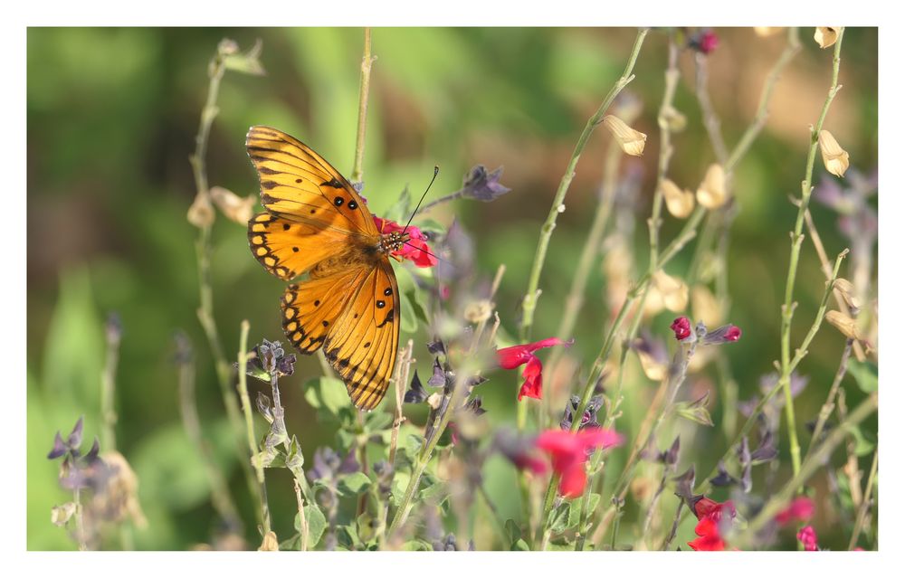 Schmetterling im Big Bend