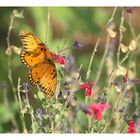 Schmetterling im Big Bend