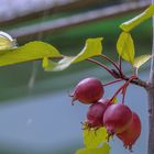 Schmetterling im Blatt