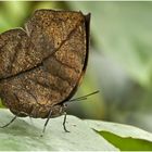 Schmetterling im Blattkleid