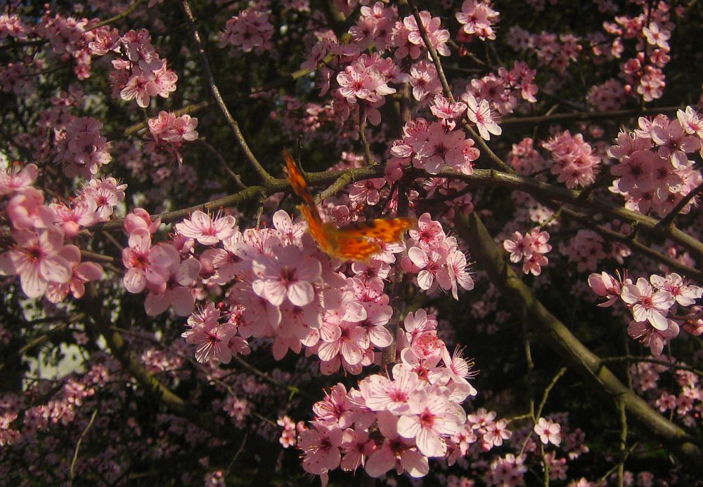 Schmetterling im Blütenmeer