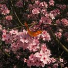 Schmetterling im Blütenmeer