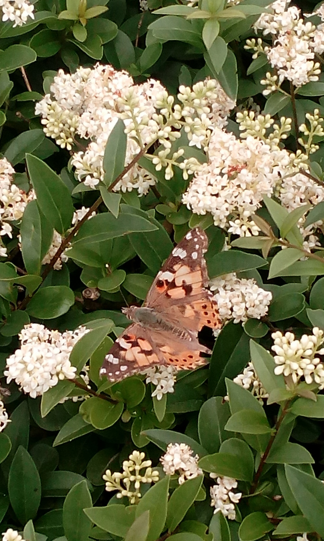 Schmetterling im Blütenparadies