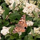 Schmetterling im Blütenparadies