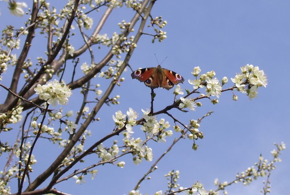 Schmetterling im Blütenrausch