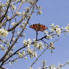 Schmetterling im Blütenrausch