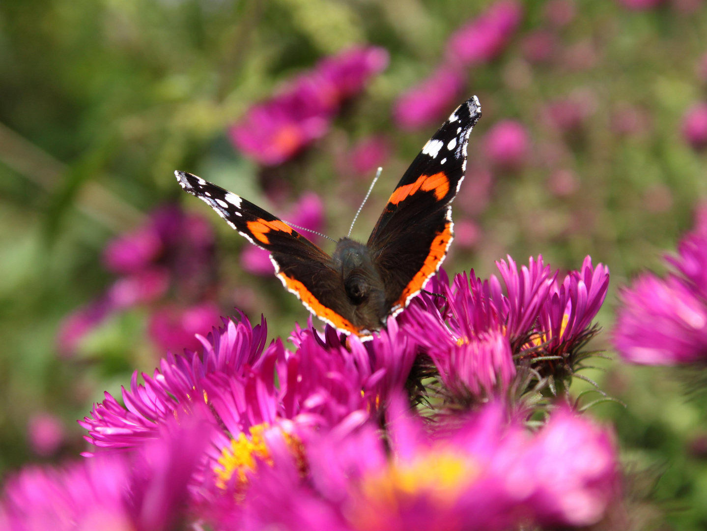 Schmetterling im Blumenmeer