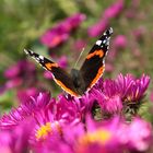 Schmetterling im Blumenmeer