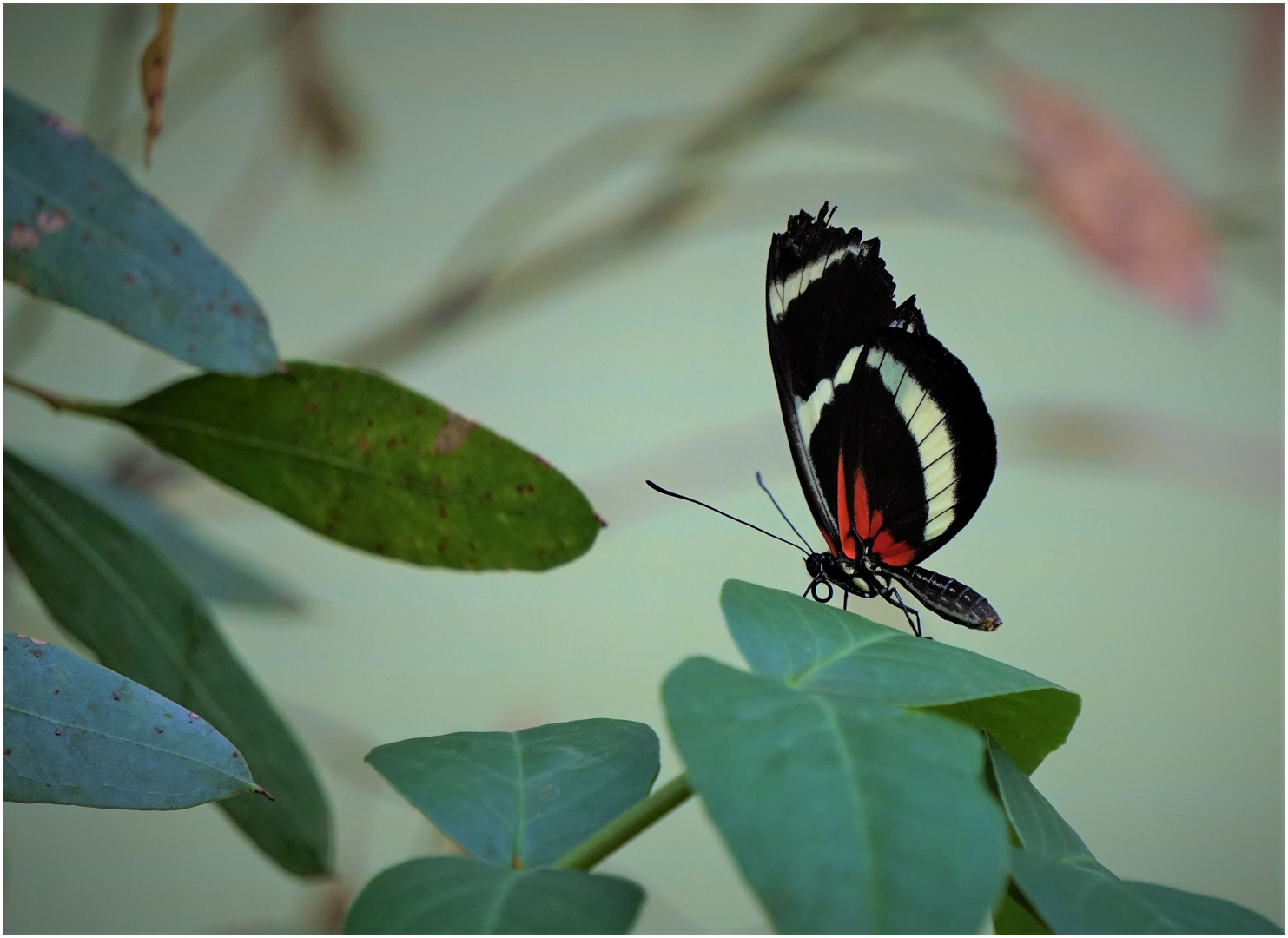 Schmetterling im Botanischen Garten