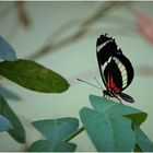 Schmetterling im Botanischen Garten