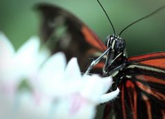 Schmetterling im botanischen Garten 5