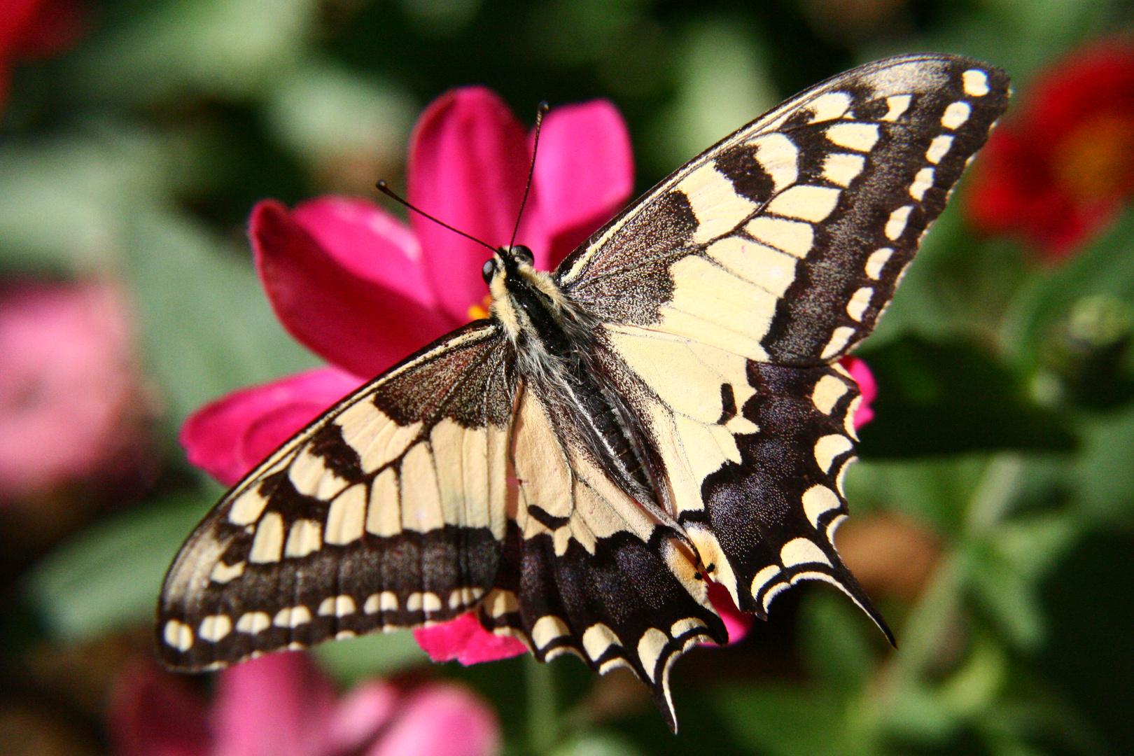 Schmetterling im Botanischen Garten