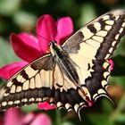 Schmetterling im Botanischen Garten