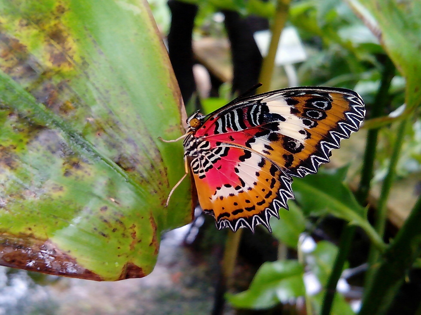 Schmetterling im Botanischen Garten