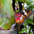Schmetterling im Botanischen Garten