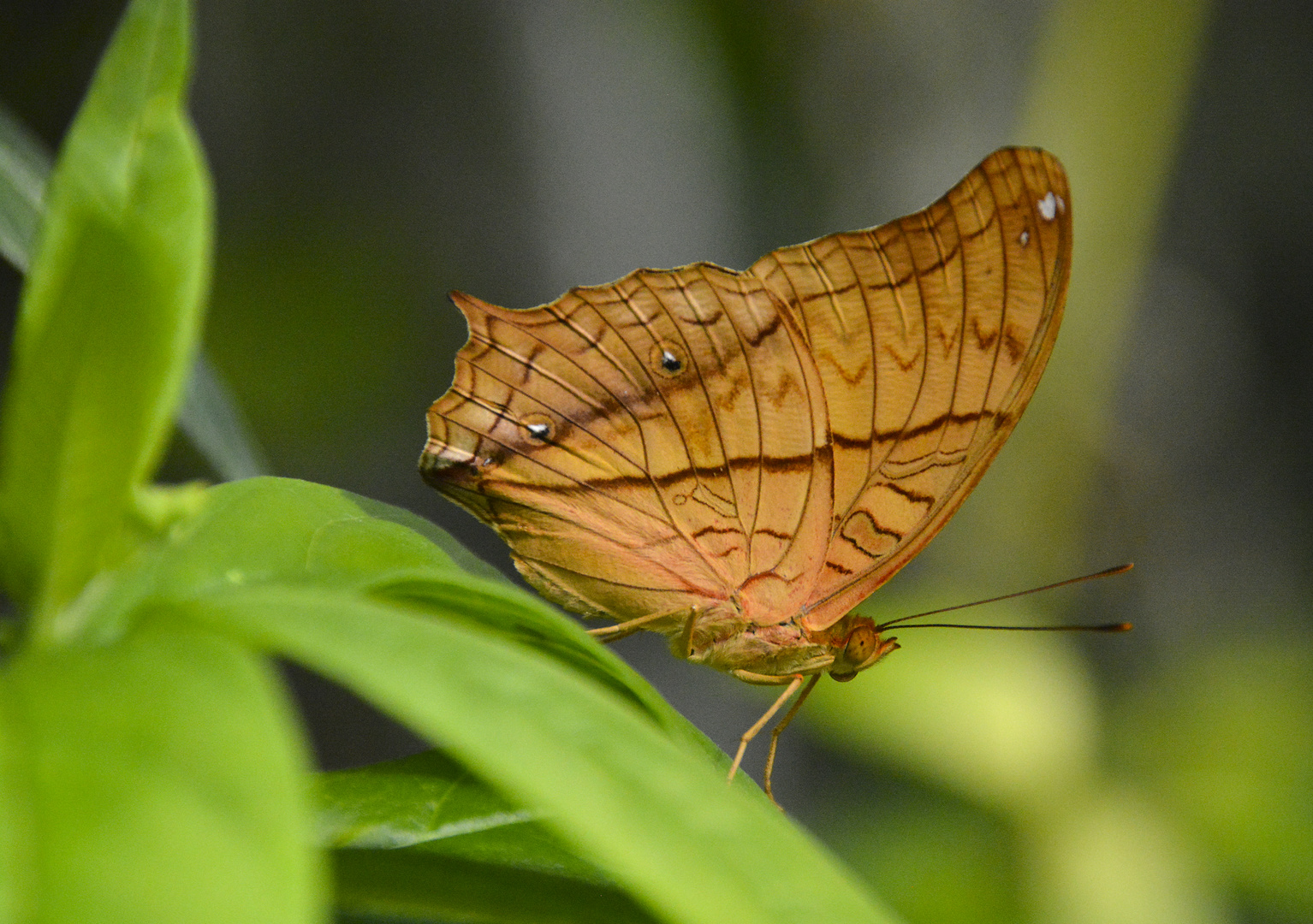 Schmetterling im Botanischen Garten Foto & Bild | tiere, zoo, wildpark