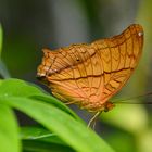 Schmetterling im Botanischen Garten 