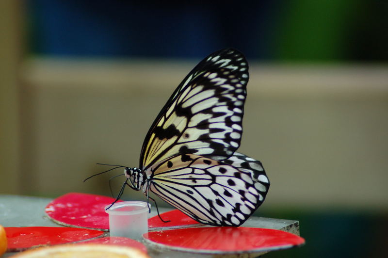 Schmetterling Im Botanischen Garten In Linz Foto Bild Tiere