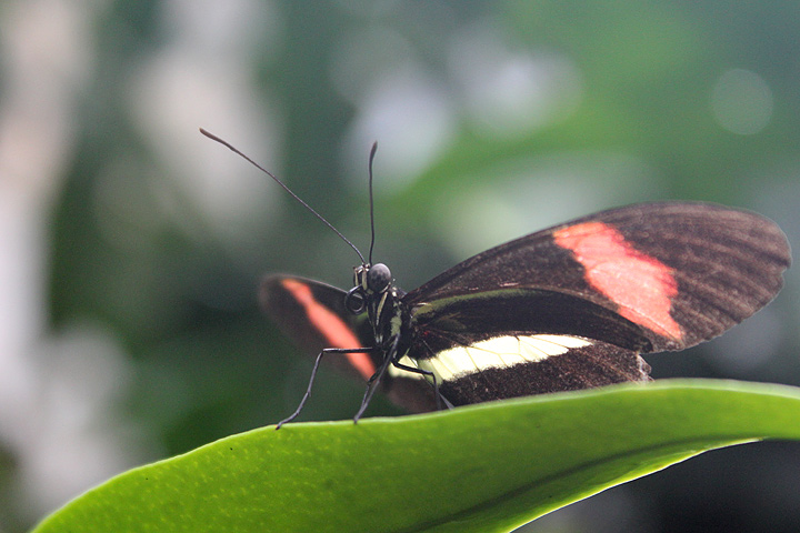 Schmetterling - im Botanischen Garten Leipzig