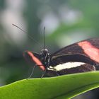 Schmetterling - im Botanischen Garten Leipzig