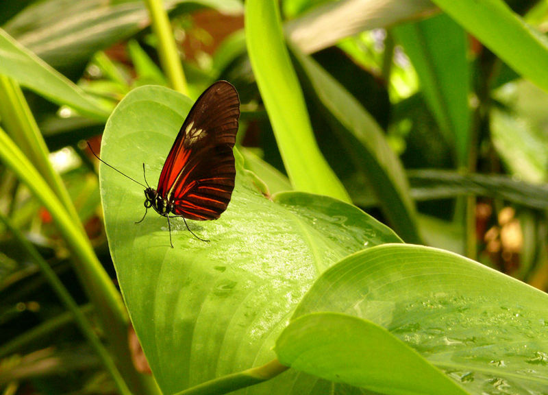 Schmetterling im Botanischen Garten München