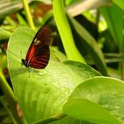 Schmetterling im Botanischen Garten München
