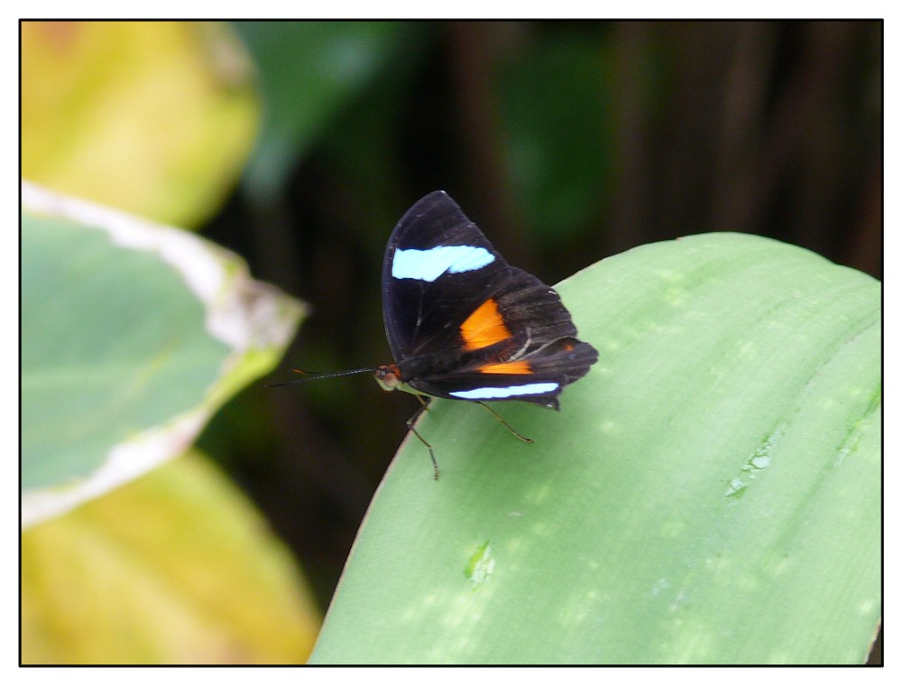 Schmetterling im botanischen Garten München