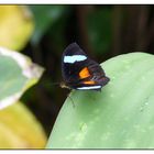 Schmetterling im botanischen Garten München