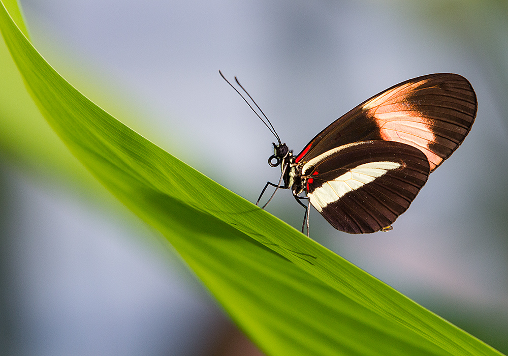 Schmetterling im Botanischen Garten München