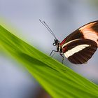 Schmetterling im Botanischen Garten München