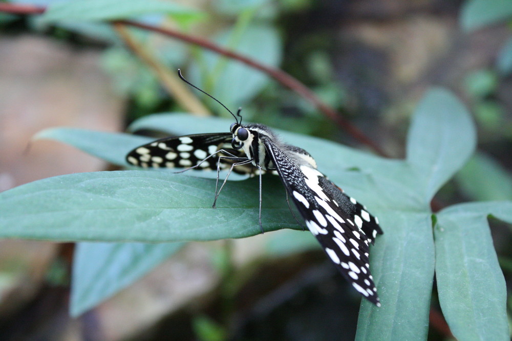 Schmetterling im Botanischen Garten - München - Nr. 1