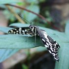 Schmetterling im Botanischen Garten - München - Nr. 1