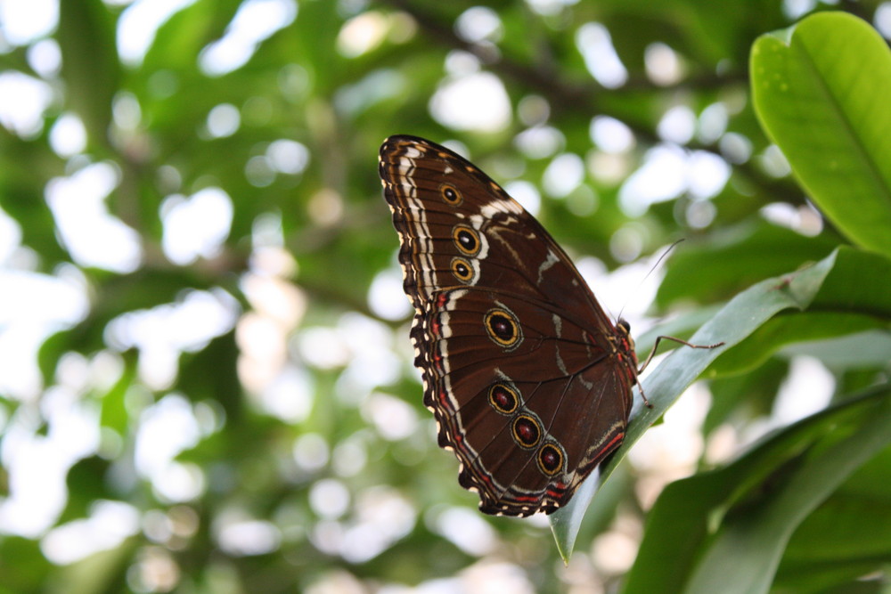 Schmetterling im Botanischen Garten - München - Nr. 2