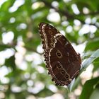 Schmetterling im Botanischen Garten - München - Nr. 2