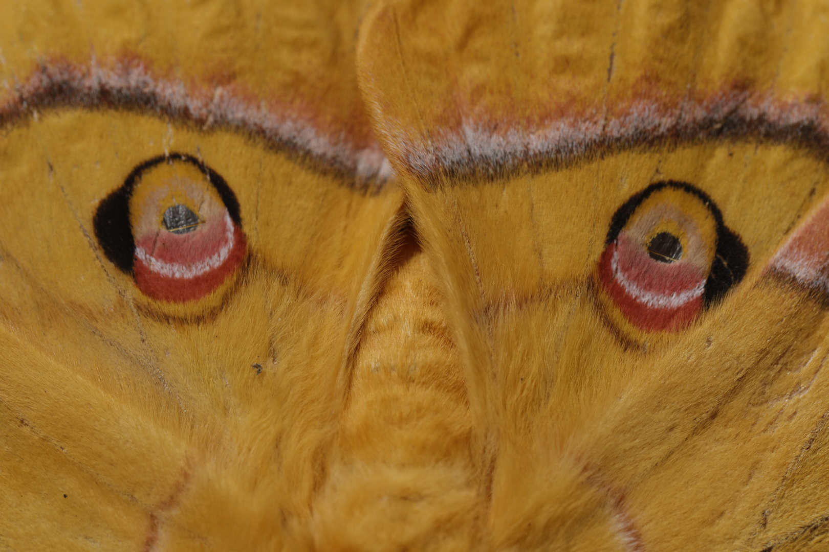 Schmetterling im Detail 2